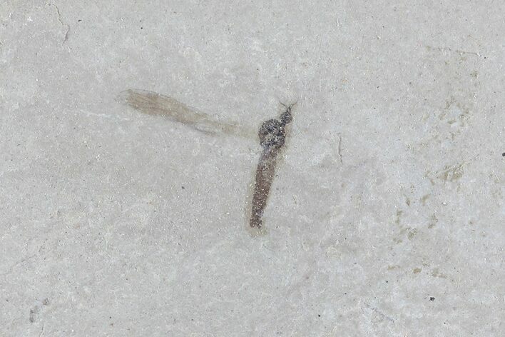 Fossil Crane Fly - Green River Formation, Utah #76075